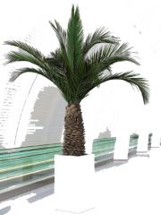 Palmiers stabilisés 