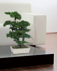 Bonsaïs Stabilisés Juniperus