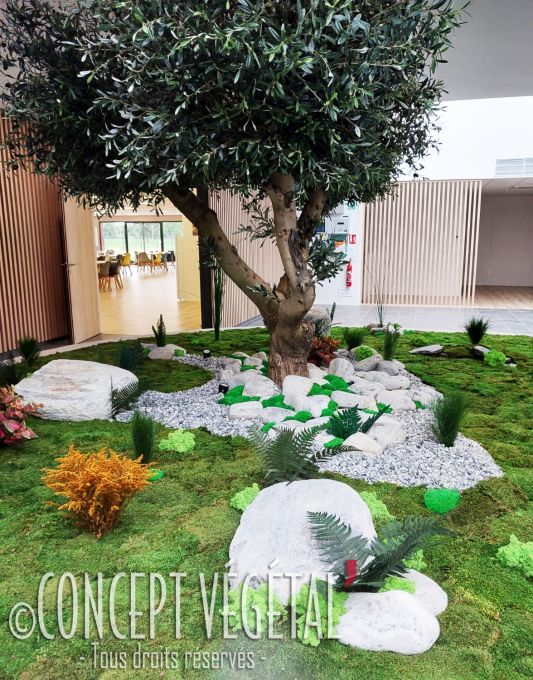 L’olivier est installé au centre d’un jardin intérieur aménagé avec des roches, du gravier et un tapis de mousse décorative.