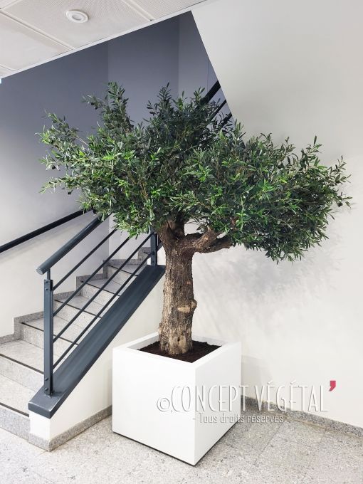 olivier semi naturel avec véritable tronc et feuillage artificiel sous escalier sur fond blanc