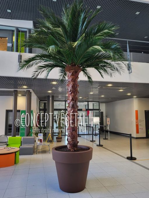 Grand palmier stabilisé avec palmes phoenix et tronc écaillé