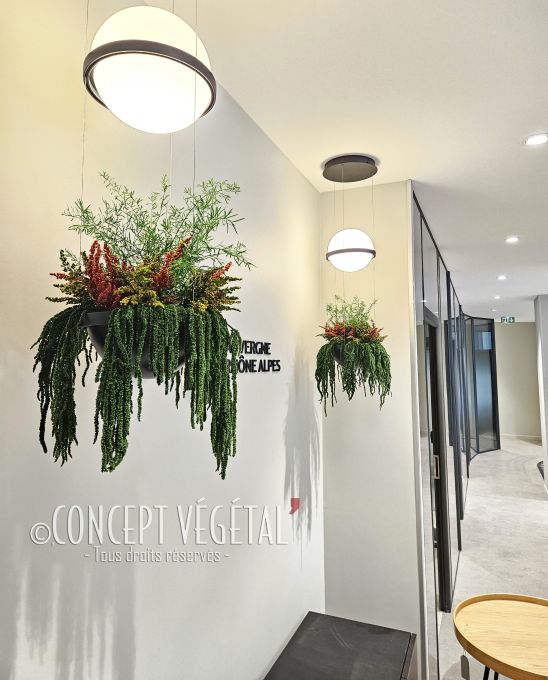 Plantes stabilisées