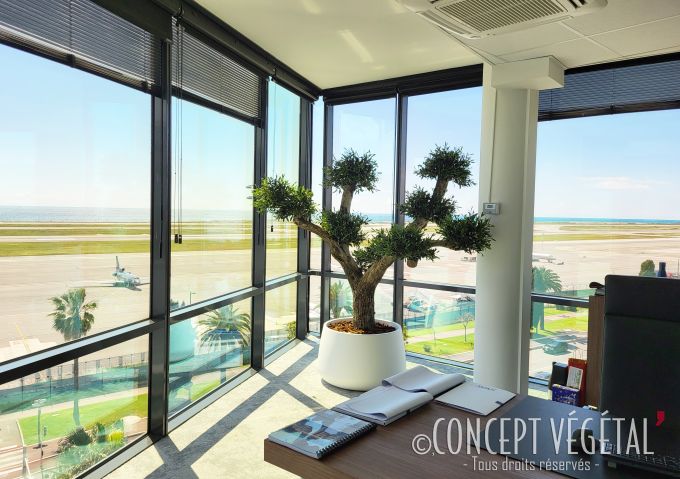 L’olivier en pot présenté dans cette scène apporte une touche naturelle et chaleureuse au cœur d’un environnement professionnel et très moderne. Installé dans un large contenant blanc aux lignes épurées, il se dresse fièrement près des baies vitrées qui s