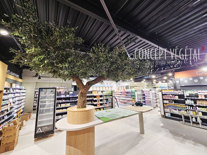 Olivier  sur mesure semi naturel