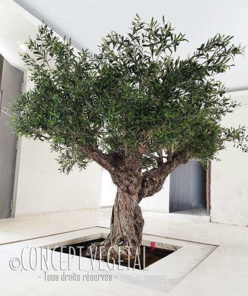 Jumbo Thuja, arbre feuillus naturel stabilisés sans entretien ni lumière,  en agencement d'intérieur