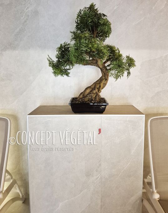 Plantes vertes diverses