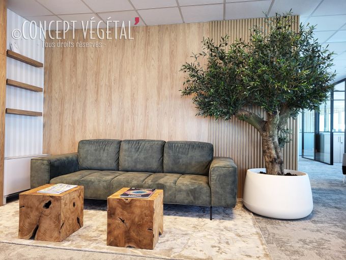 Olivier  sur mesure semi naturel