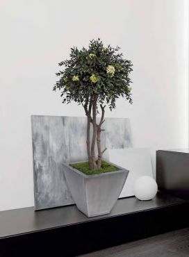Arbre crown diosmi stabilisé