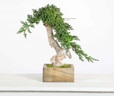 Bonsaïs Stabilisés Juniperus root