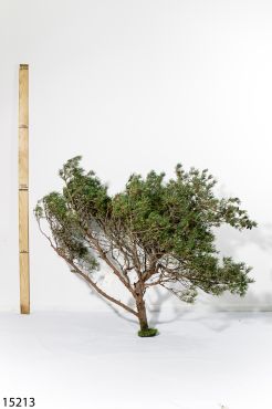 Pin Sylvestre n°15213