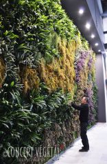 Murs en Végétal artificiel 
