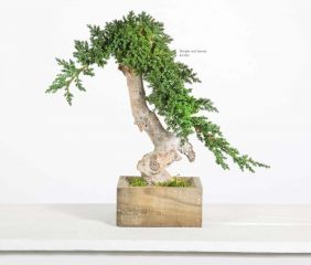 Bonsaïs Stabilisés Juniperus  root 