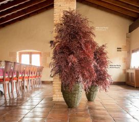 Arbre Feuillu Wide stabilisé Nicoly