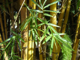 Bambou, plante naturelle stabilisée, sans entretien, sans eau, sans terre, sans lumière