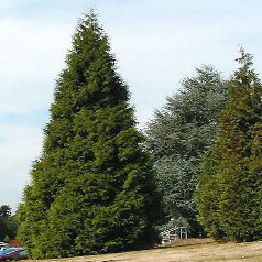 Conifère, un arbre naturel stabilisé sans entretien, sans eau, sans terre et sans lumière