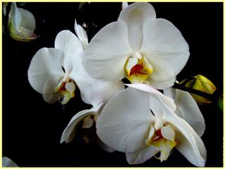 Orchidées, une fleur naturelle stabilisée décorative, sans entretien, sans eau, sans terre, sans lumière