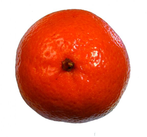Mandarine, une plante naturelle stabilisée décorative, sans entretien, sans eau, sans terre, sans lumière