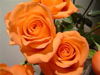 Roses une fleur naturelle stabilisée décorative, sans entretien, sans eau, sans terre, sans lumière
