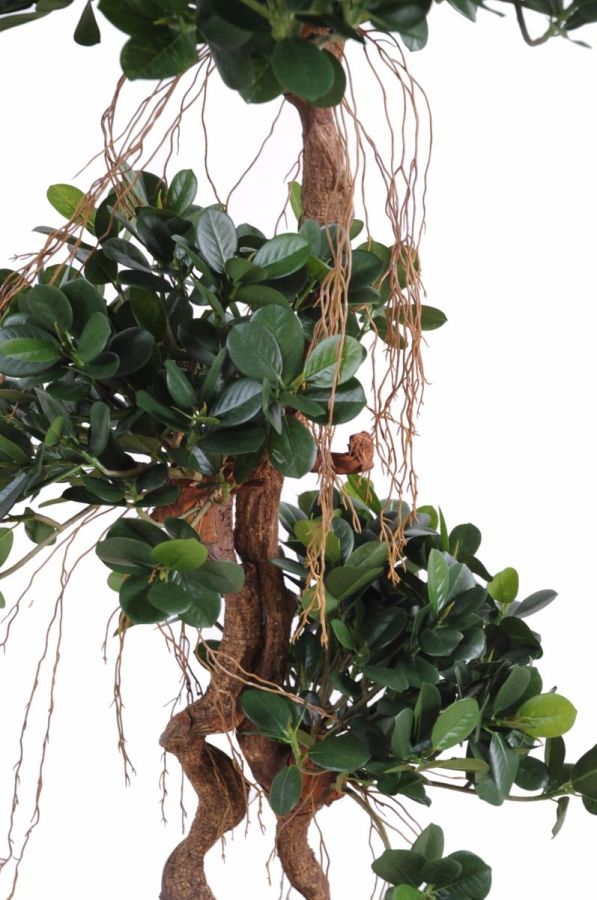 Ficus artificiels