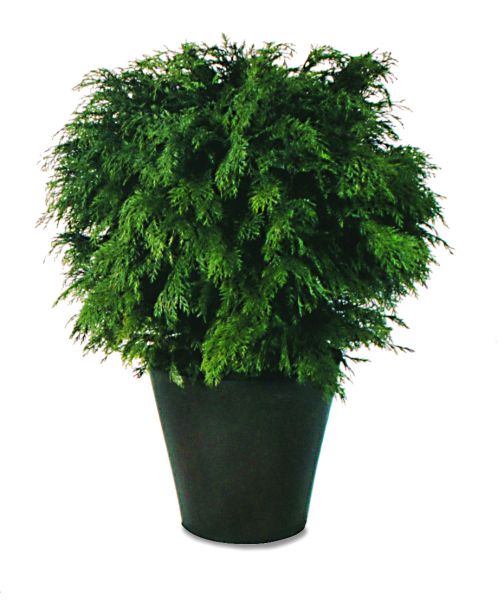 Gobulosa, une plante naturelle stabilisée décorative, sans entretien, sans eau, sans terre, sans lumière
