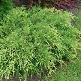 Juniperus, une plante naturelle stabilisée décorative, sans entretien, sans eau, sans terre, sans lumière