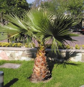 Washingtonia, un palmier naturel stabilisé décoratif, sans entretien, sans eau, sans terre, sans lumière