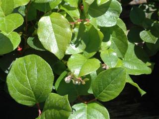 Salal une fleur naturelle stabilisée décorative, sans entretien, sans eau, sans terre, sans lumière