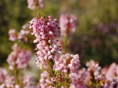 Bruyère, plante naturelle stabilisée, sans entretien, sans eau, sans terre, sans lumière