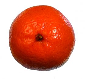 Mandarine, une plante naturelle stabilisée décorative, sans entretien, sans eau, sans terre, sans lumière