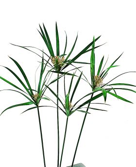 Papyrus, une fleur naturelle stabilisée décorative, sans entretien, sans eau, sans terre, sans lumière