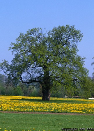 Arbres et plantes naturelles artificielles stabilisees sans entretien