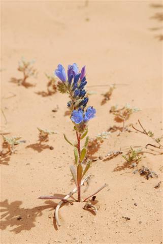 Persistance – plantes naturelles stabilisées, plantes sans entretien, sans eau, sans terre, sans lumière