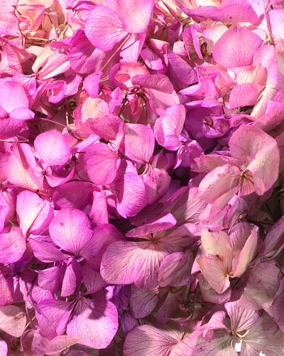 Hortensia, une fleur naturelle stabilisée décorative, sans entretien, sans eau, sans terre, sans lumière