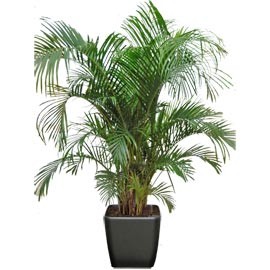 Areca  plante naturelle stabilisée, sans entretien, sans eau, sans terre, sans lumière