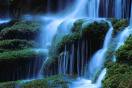 Nature plantes naturelles stabilisées, plantes sans entretien, sans eau, sans terre, sans lumière