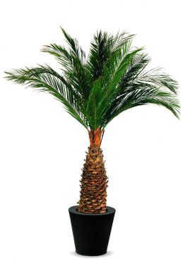 Palmier Agave stabilisé pour la décoration végétale intérieure