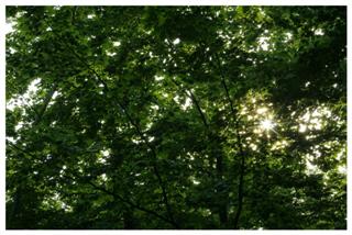 Feuillus, des arbres naturels stabilisés sans entretien, sans eau, sans terre et sans lumière