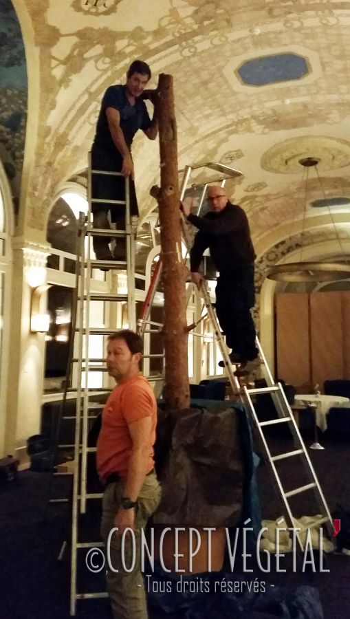 Un arbre monumental dans un palace