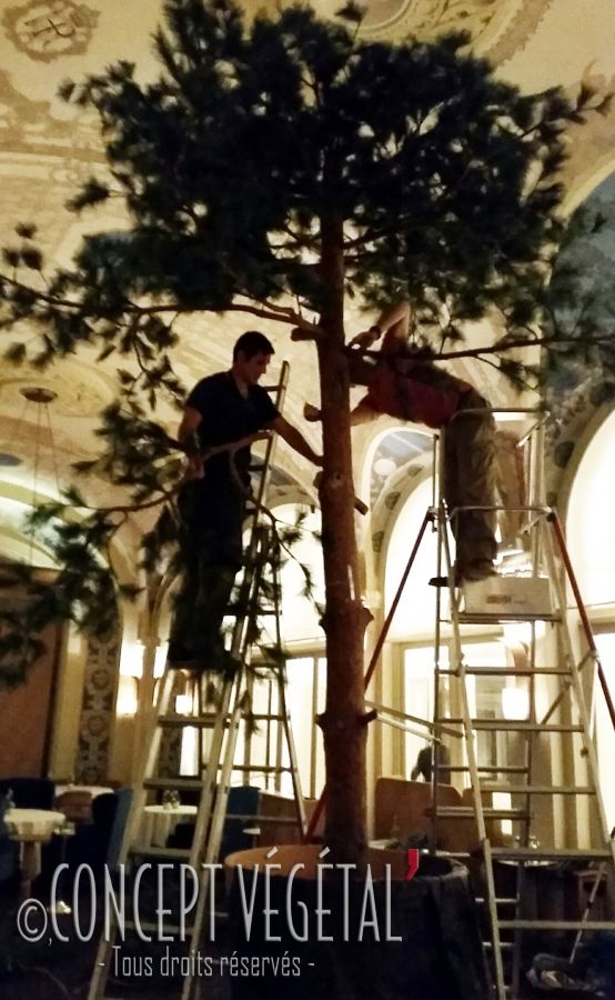 Un arbre monumental dans un palace